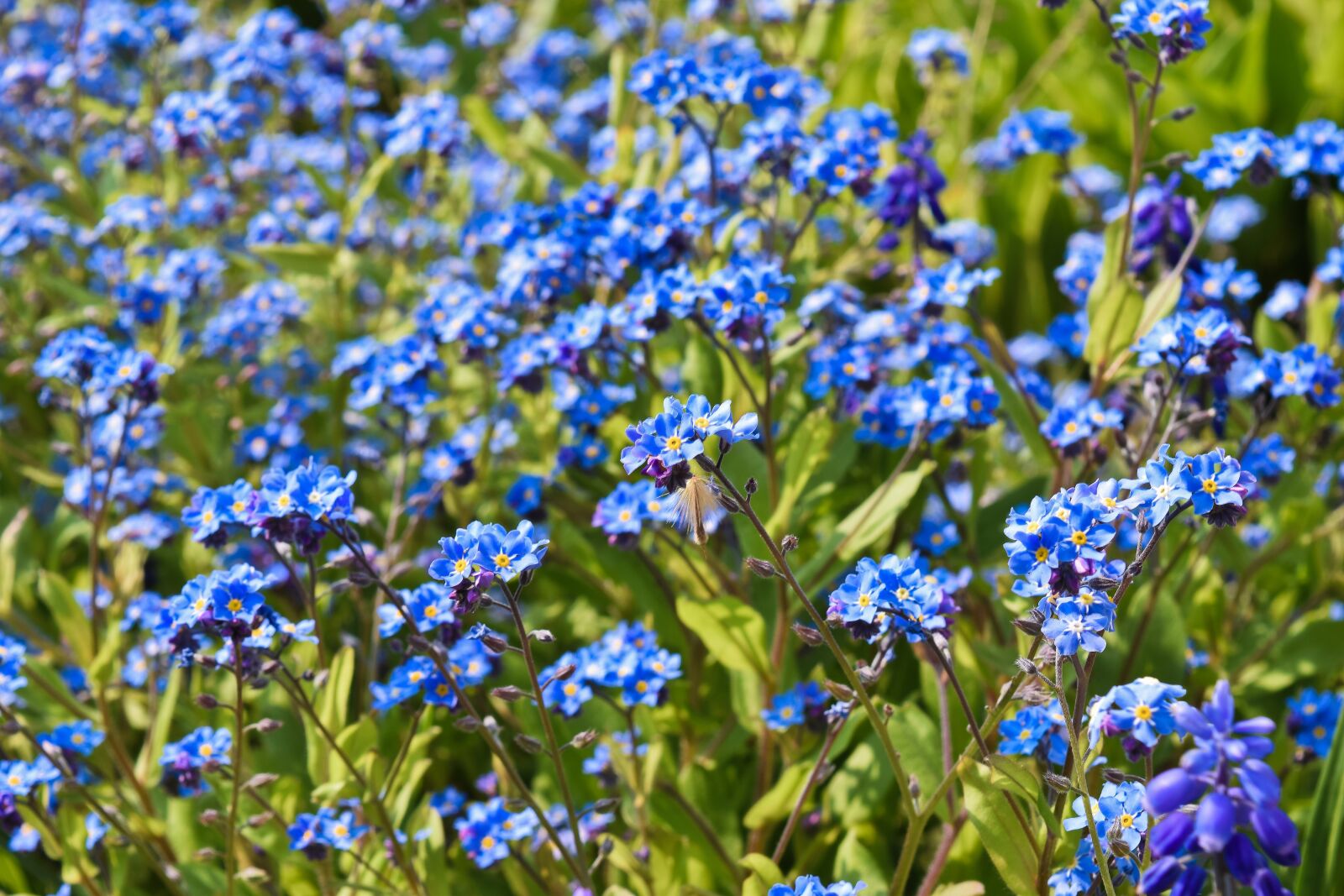 Nikon D3300 sample photo. Flowers, bluebell, spring photography