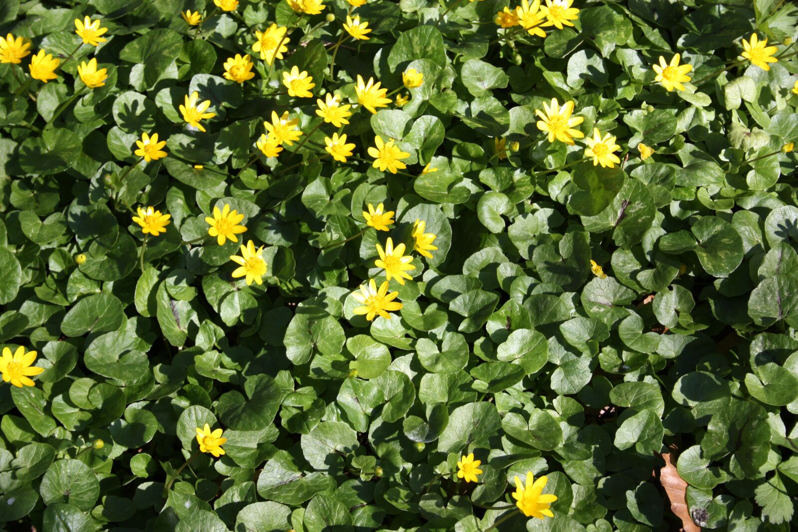 Canon EOS 450D (EOS Rebel XSi / EOS Kiss X2) sample photo. Spring, denmark, butter flower photography