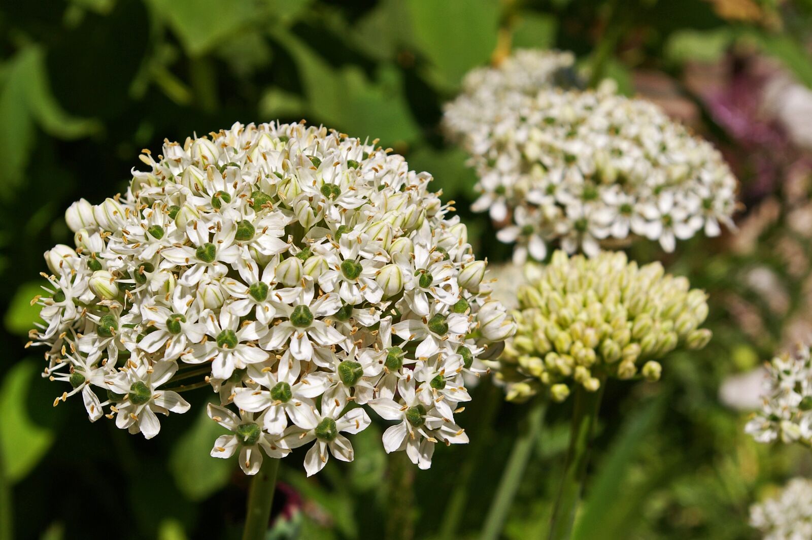 Pentax *ist DL2 sample photo. Ornamental onion, white zierlauch photography