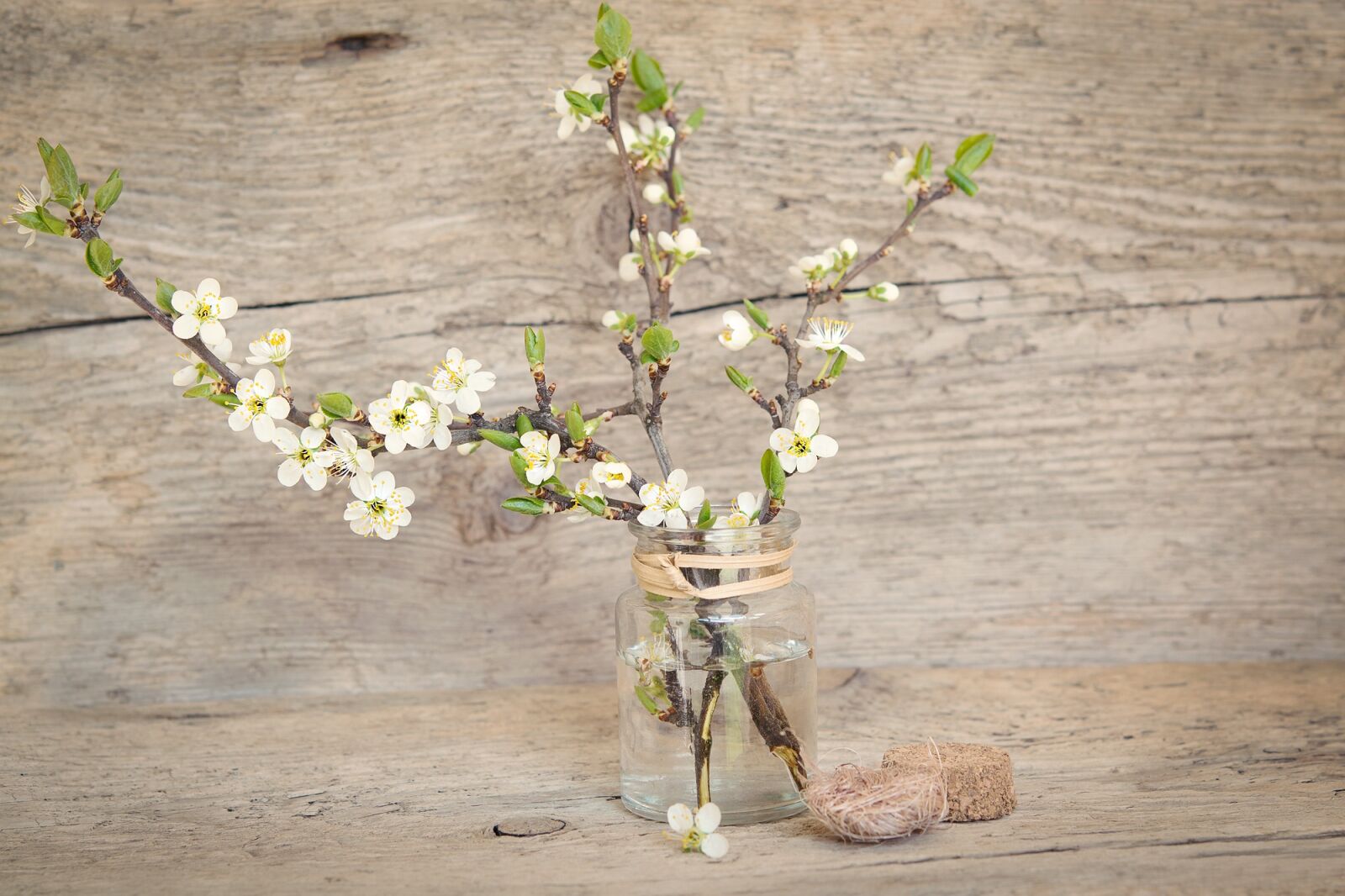 Nikon D7100 sample photo. Branches, cherry blossom branch photography
