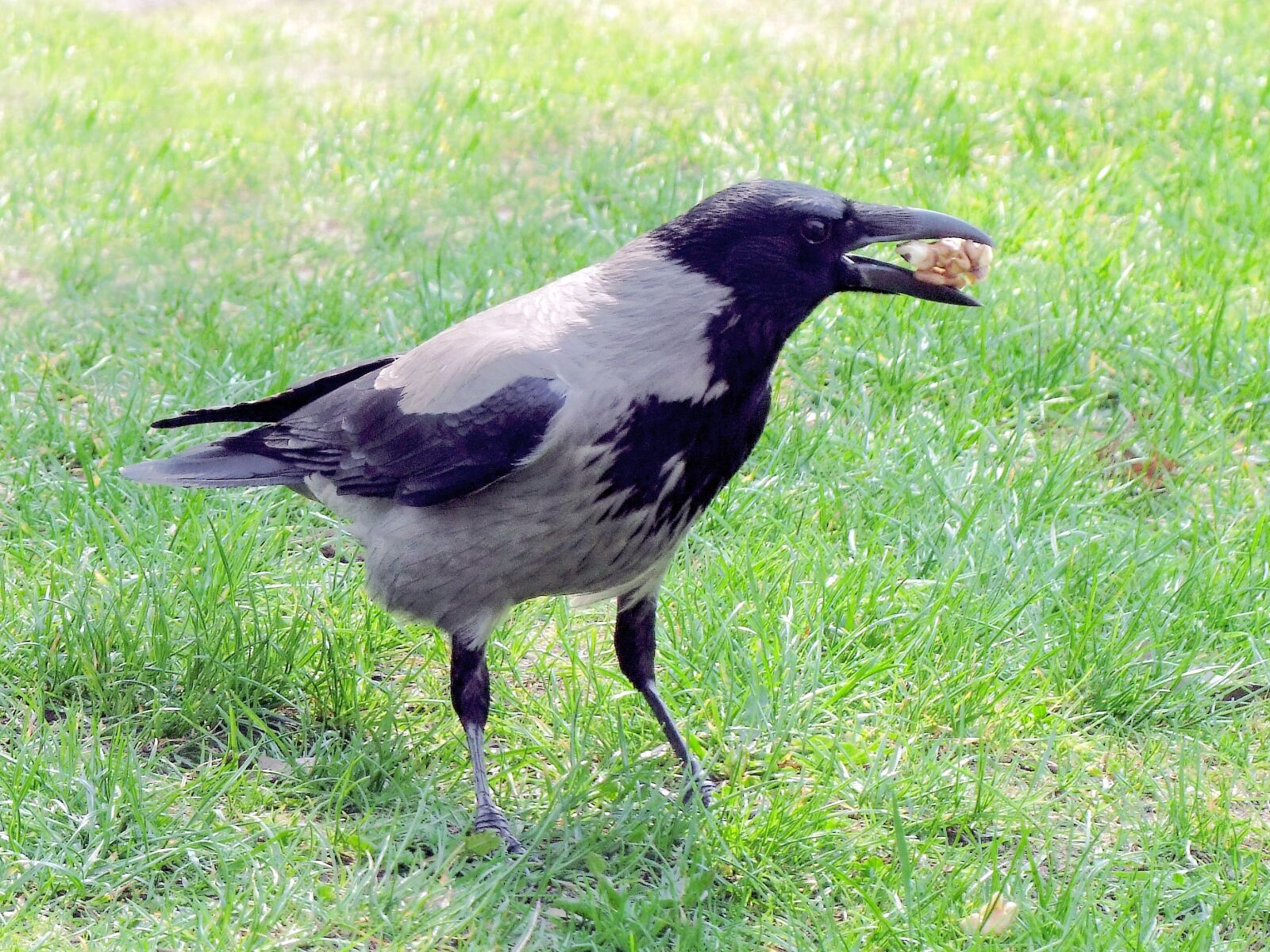 Fujifilm FinePix S100fs sample photo. Hooded crow, corvus cornix photography