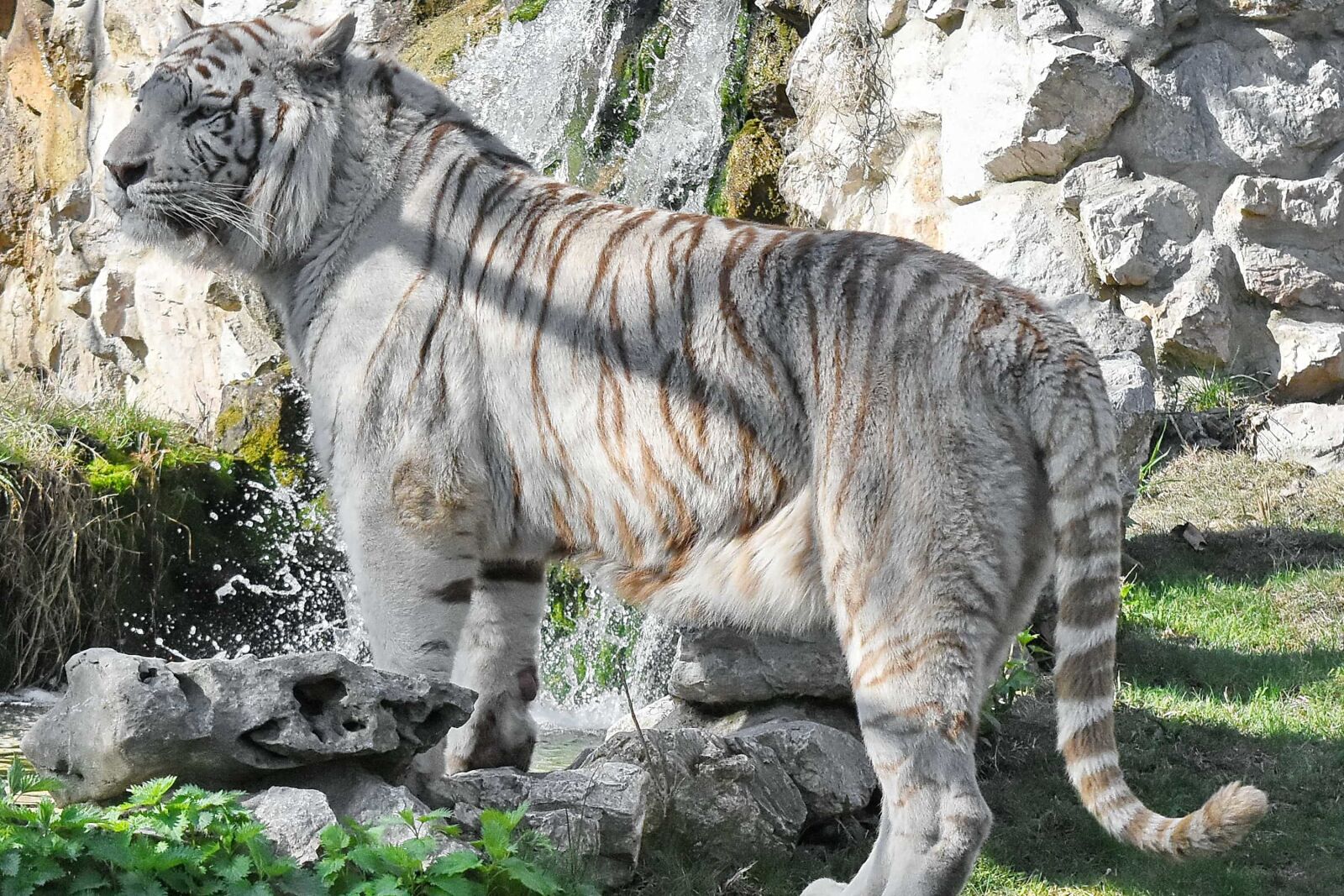 Nikon D5500 sample photo. Albino, animal, nature, tiger photography