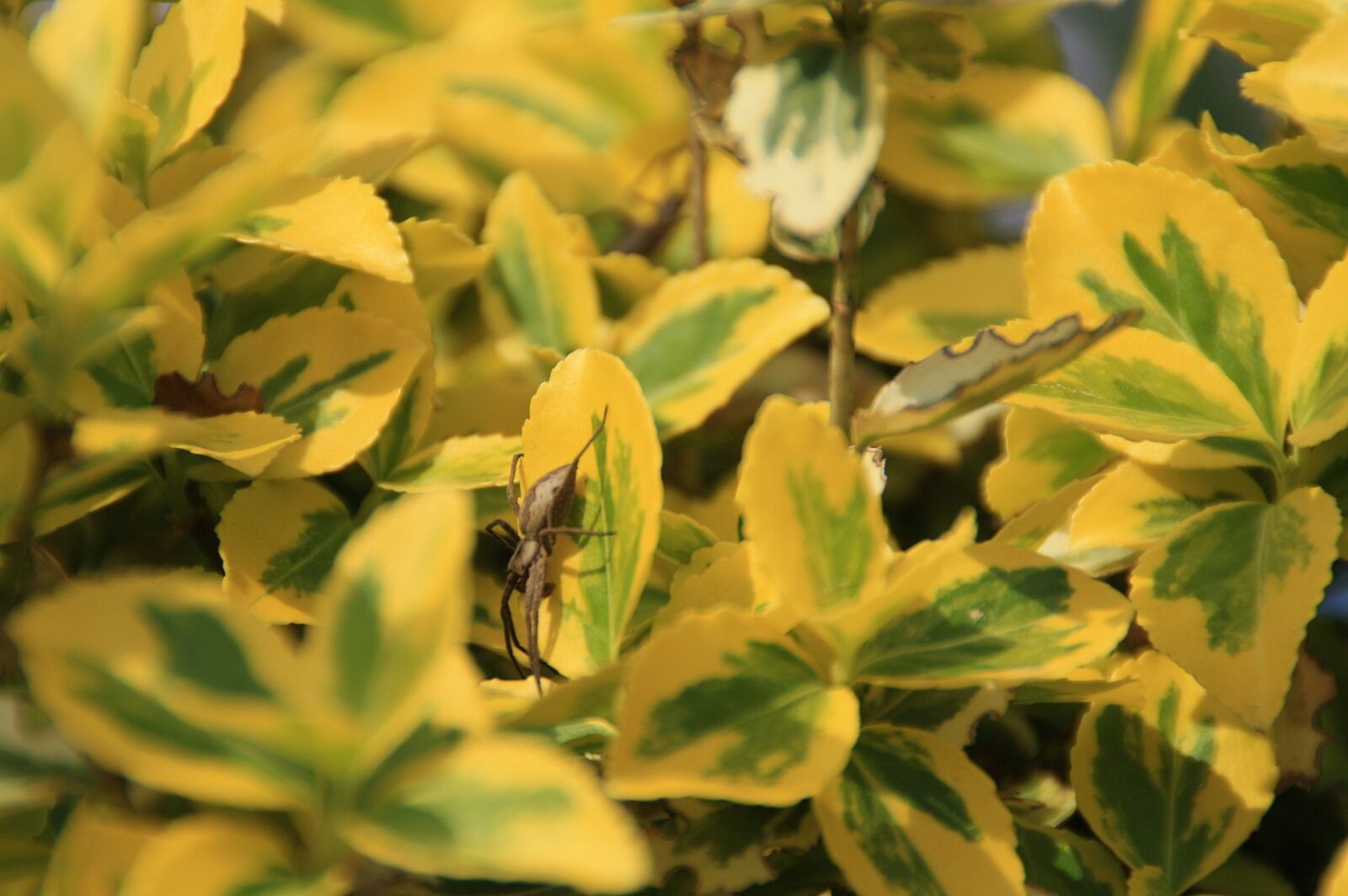 Canon EOS 1000D (EOS Digital Rebel XS / EOS Kiss F) sample photo. Spider, flowers, animals photography