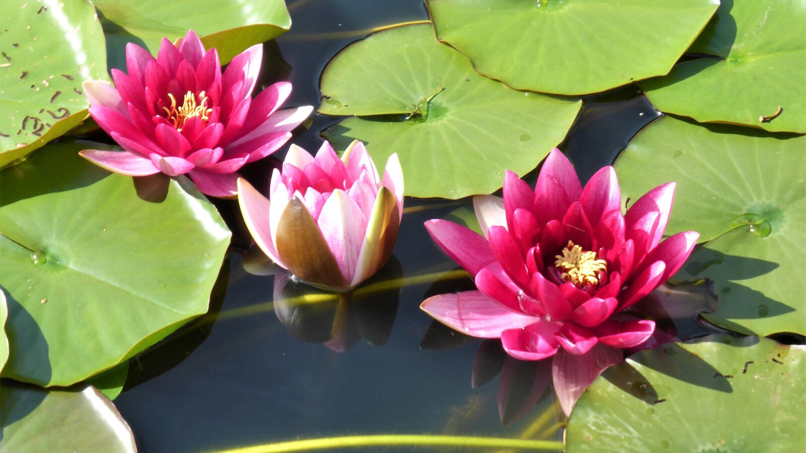 Panasonic Lumix DMC-ZS30 (Lumix DMC-TZ40) sample photo. Water lily, pond, pink photography