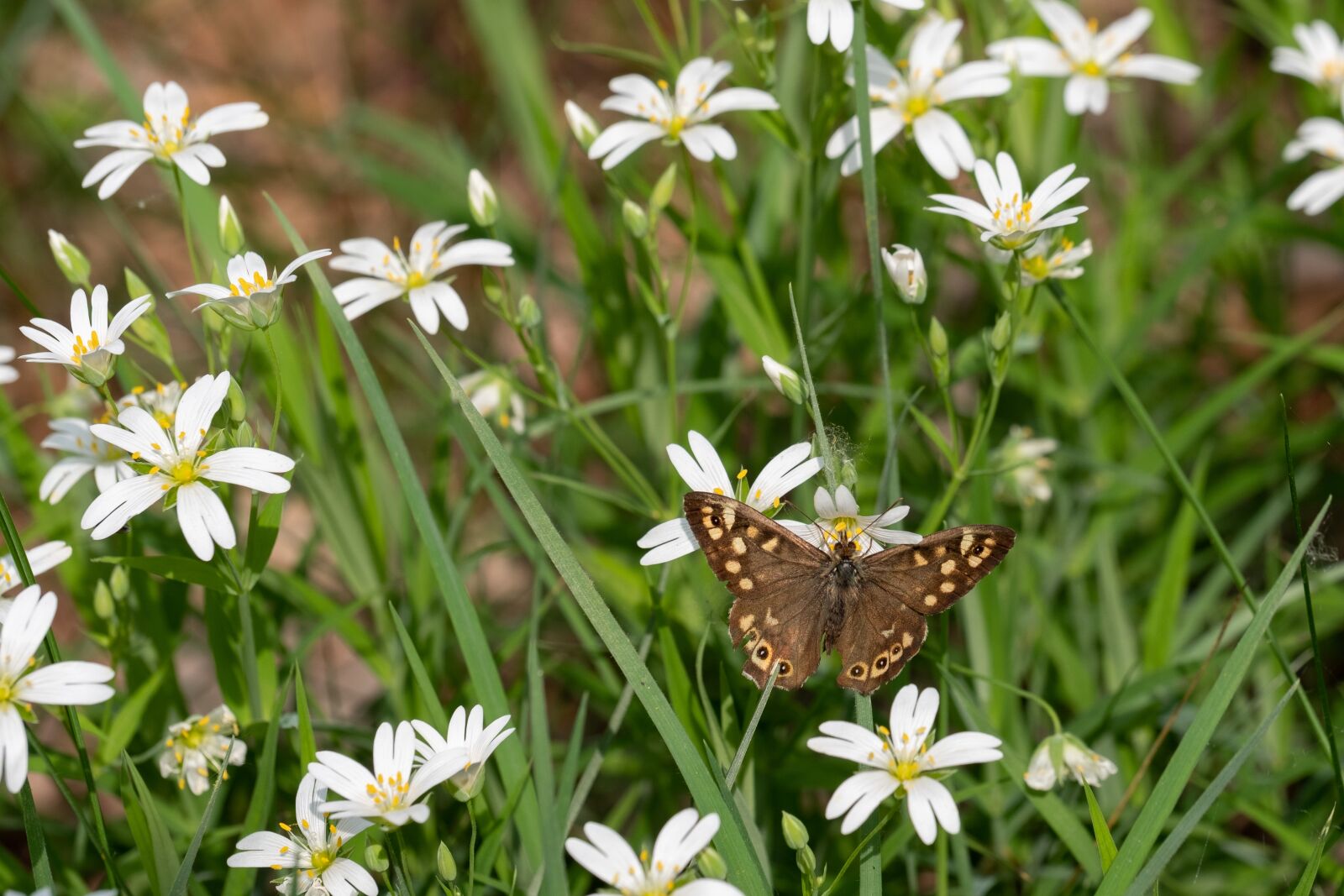 Fujifilm XF 80mm F2.8 R LM OIS WR Macro sample photo. Speckled wood, pararge aegeria photography