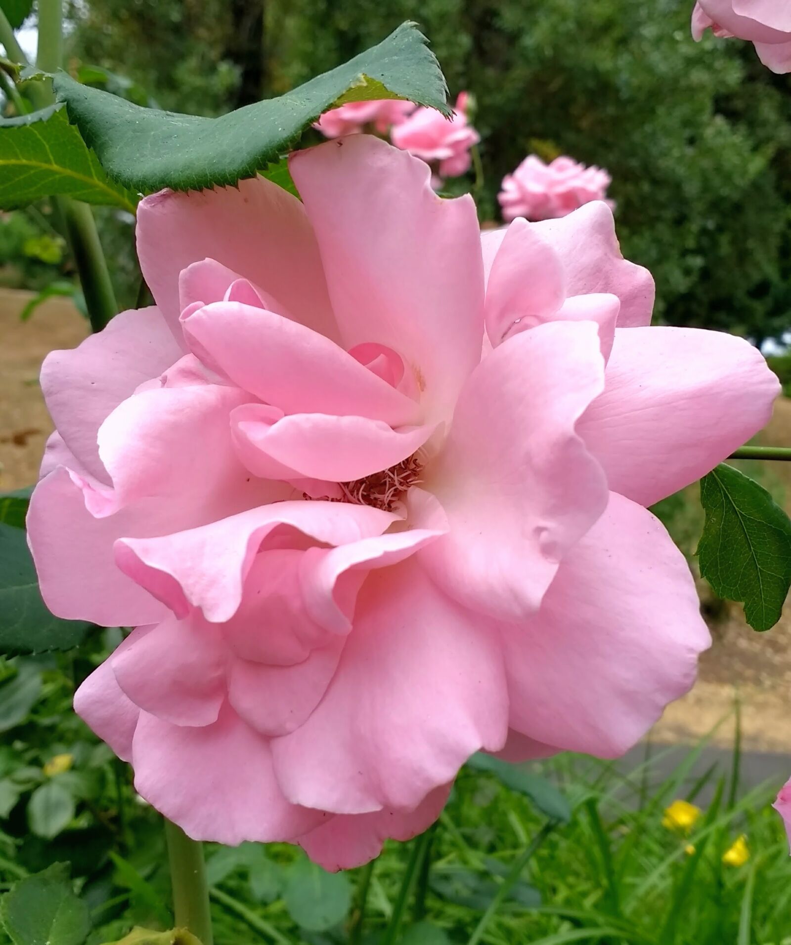 Motorola Moto G (4) sample photo. Rose, roses, pink photography
