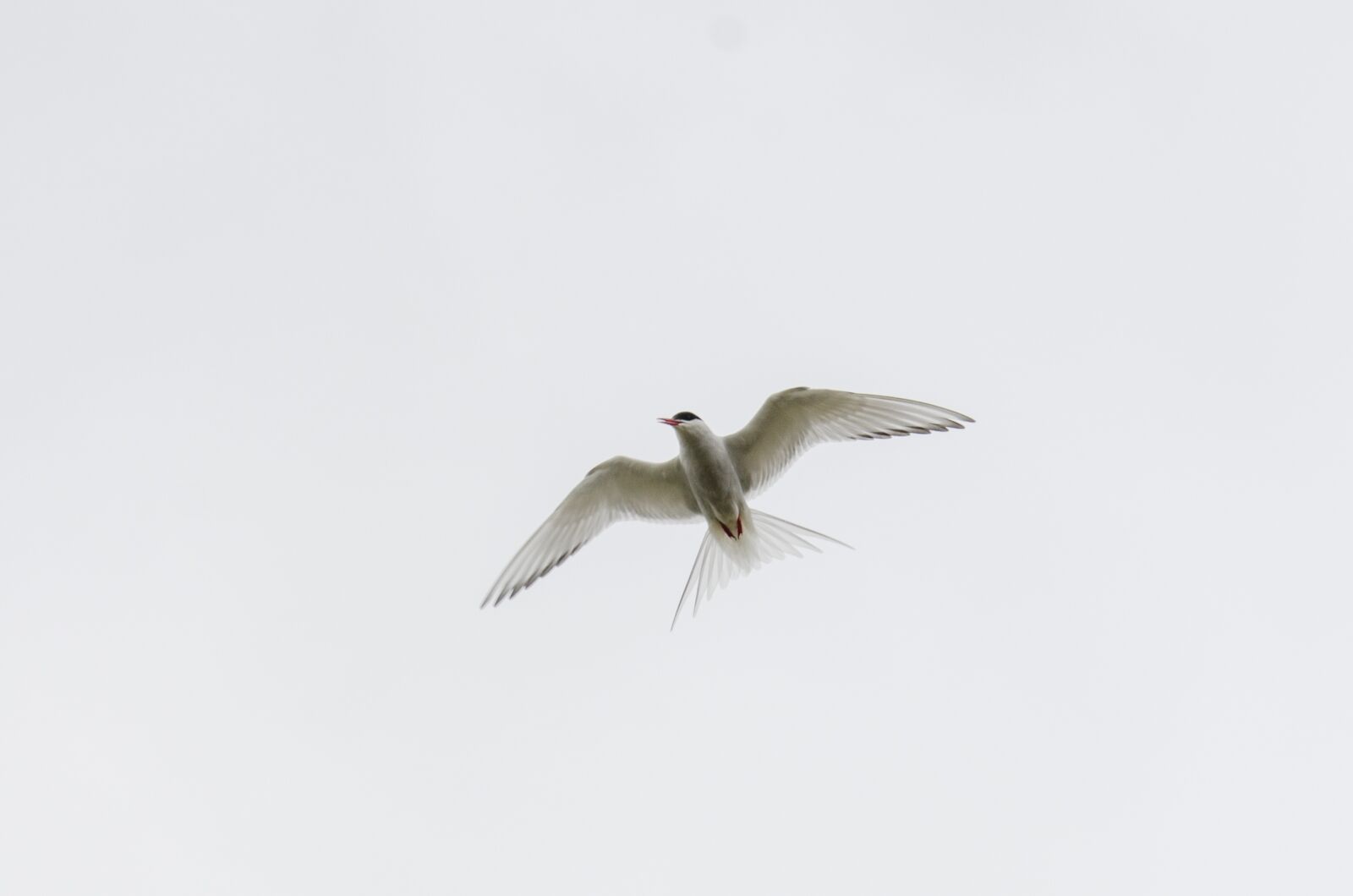 Nikon D7000 sample photo. Bird, sky, nature photography