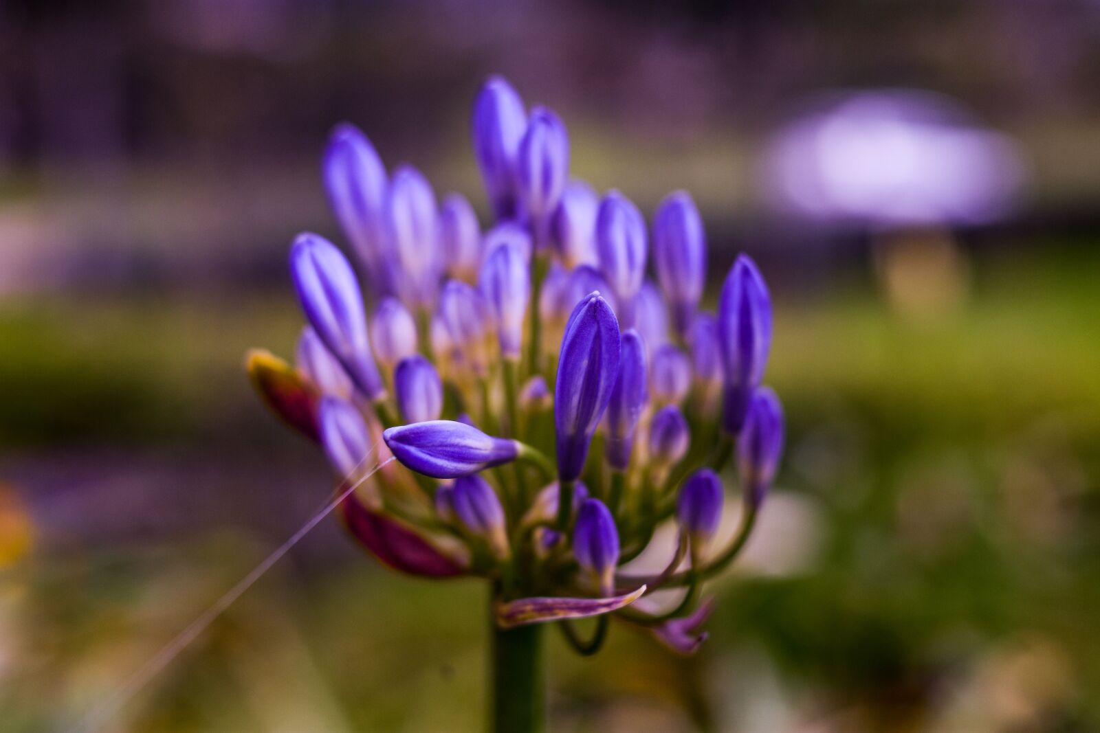 Nikon D3400 sample photo. Flower, lilac, flowers photography