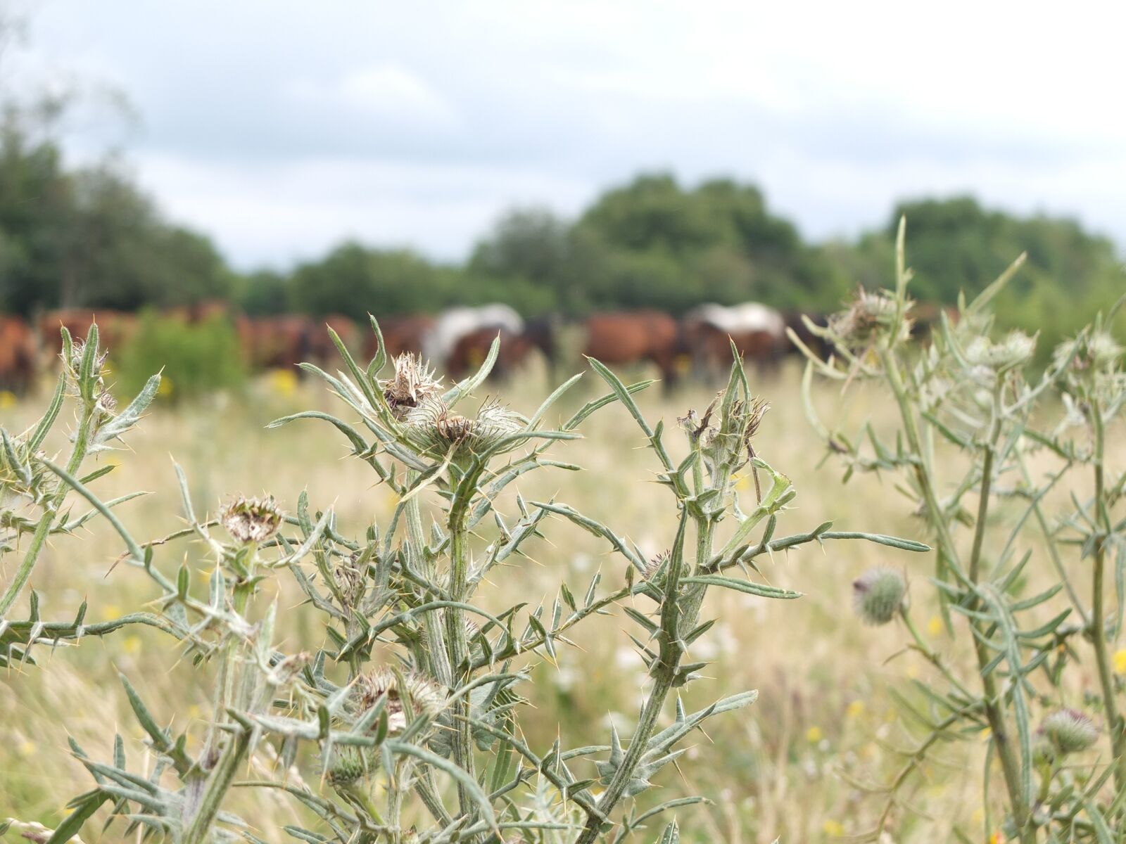 Fujifilm X10 sample photo. Thistles, thistle meadow, nature photography