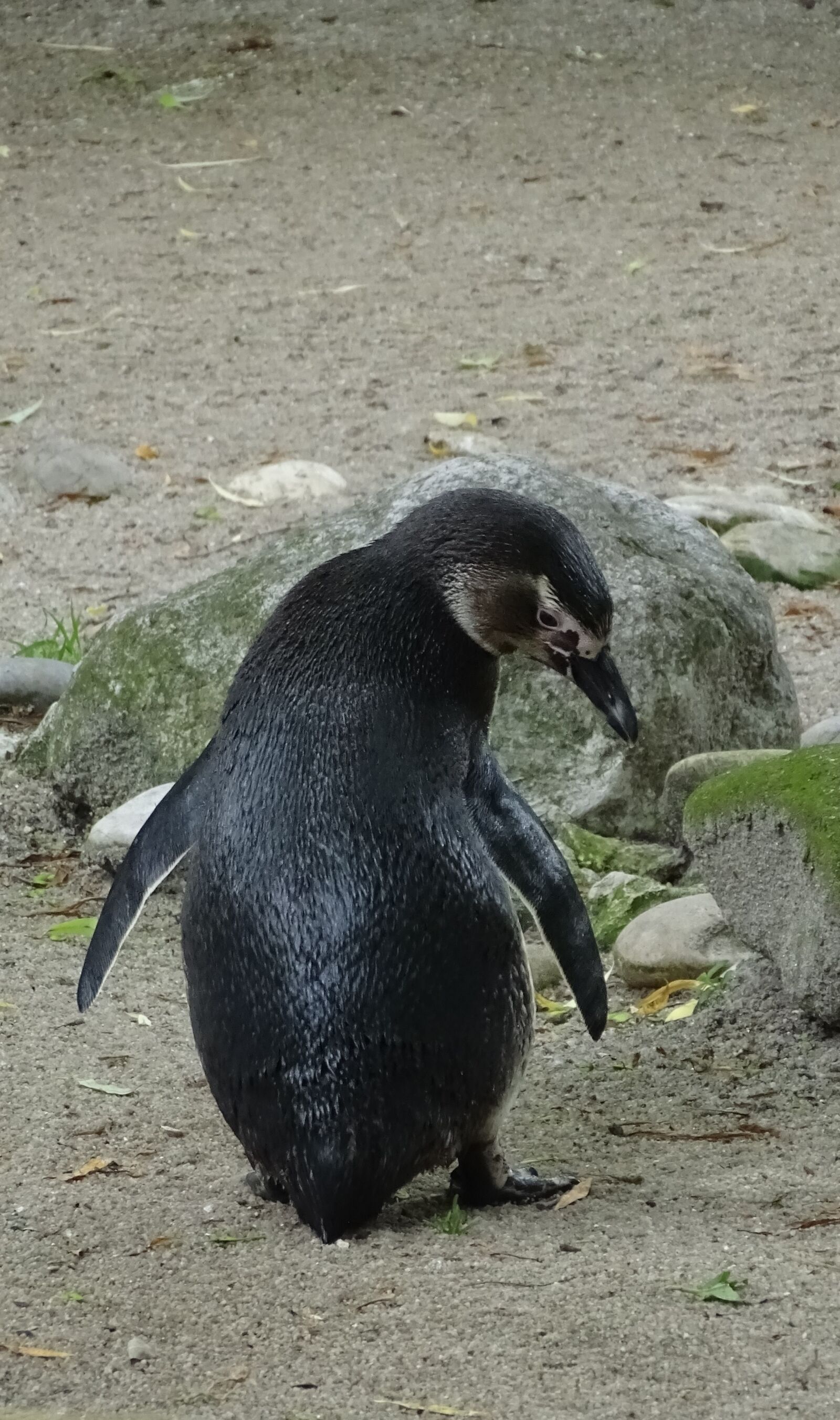 Sony Cyber-shot DSC-HX400V sample photo. Penguin, young animal, zoo photography