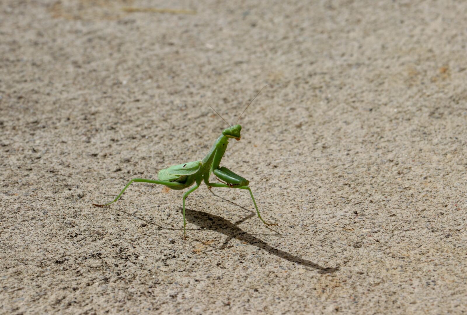 Canon EF-S 55-250mm F4-5.6 IS STM sample photo. Praying, mantis, green photography