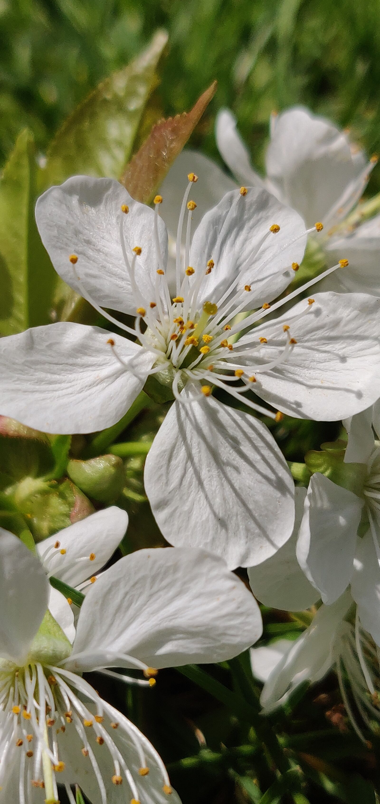 OnePlus 6 sample photo. Cherry, blossom, flower photography