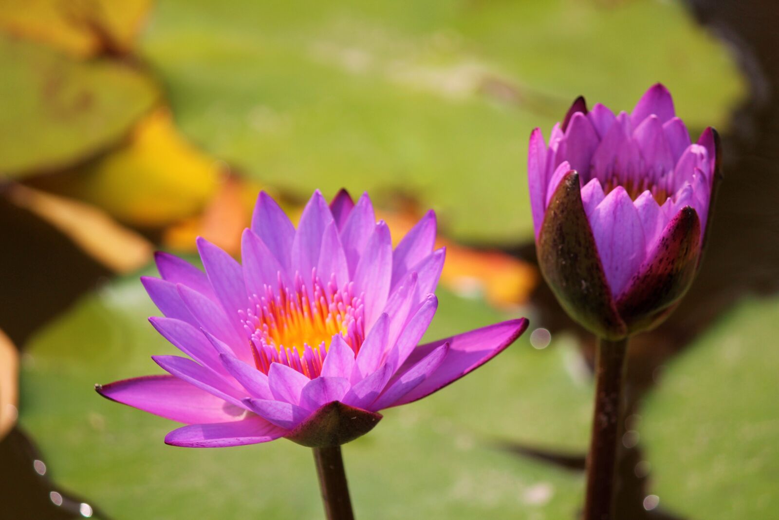 Canon EOS 1200D (EOS Rebel T5 / EOS Kiss X70 / EOS Hi) sample photo. Lotus, flower, national flower photography