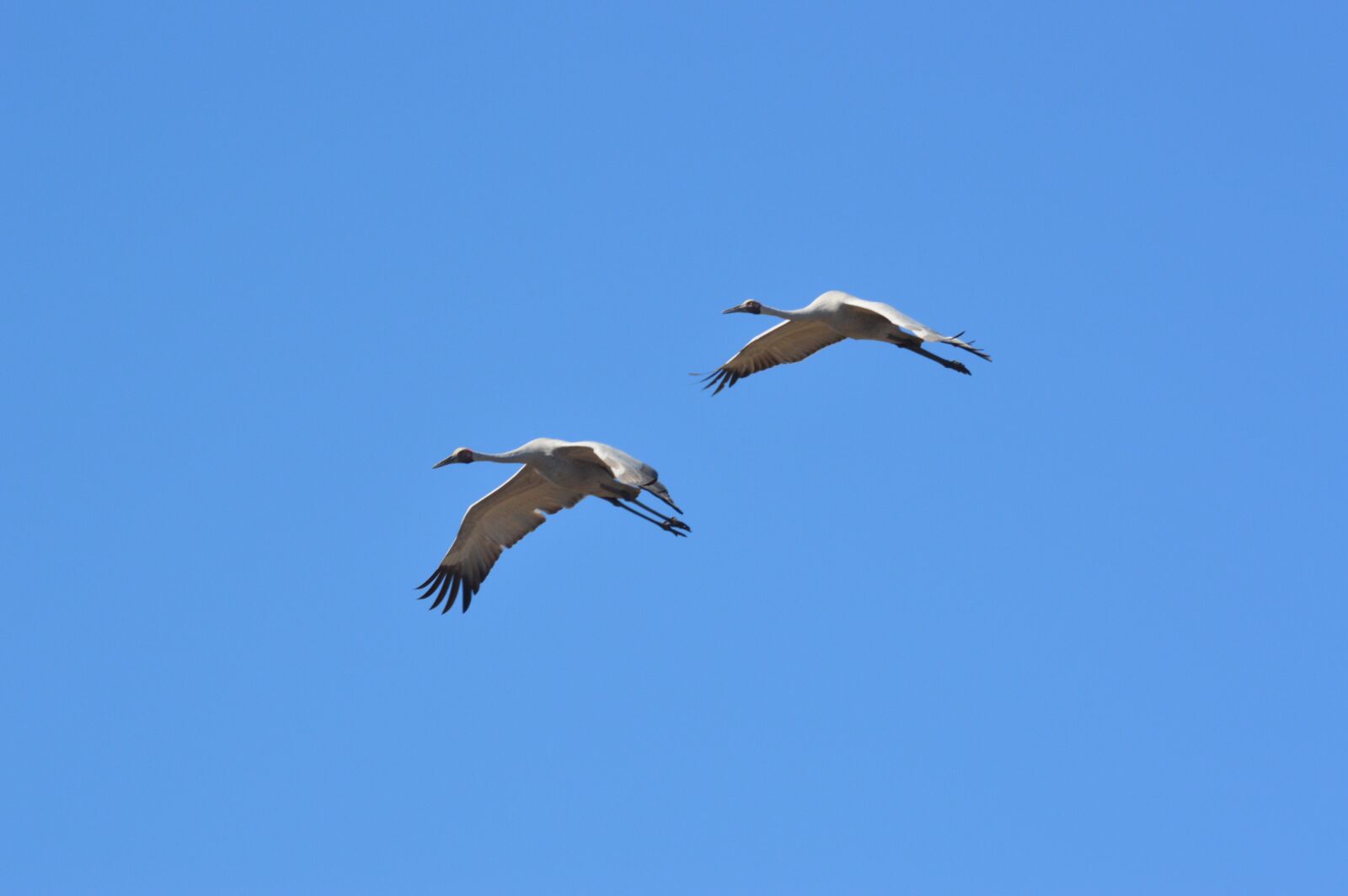 Nikon D3200 sample photo. Blue sky, birds, flight photography