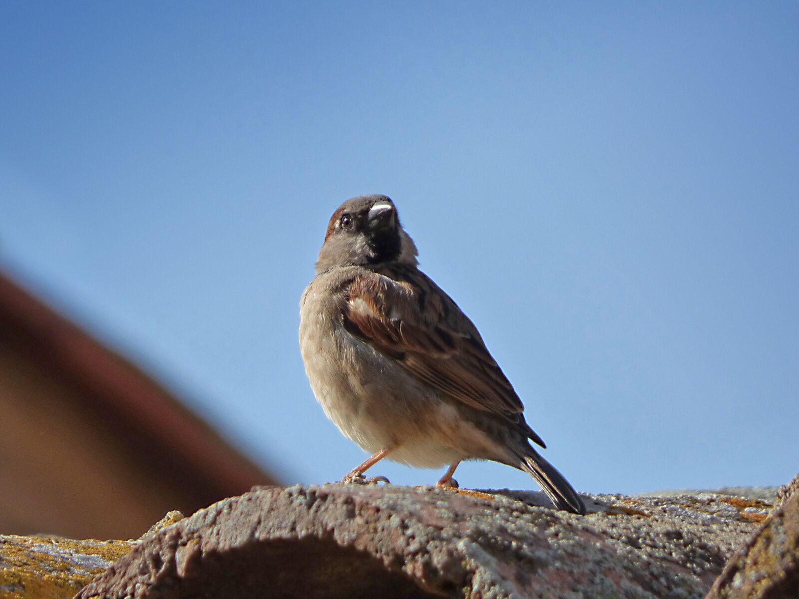 Panasonic Lumix DMC-FZ70 sample photo. Sparrow, bird, roof photography