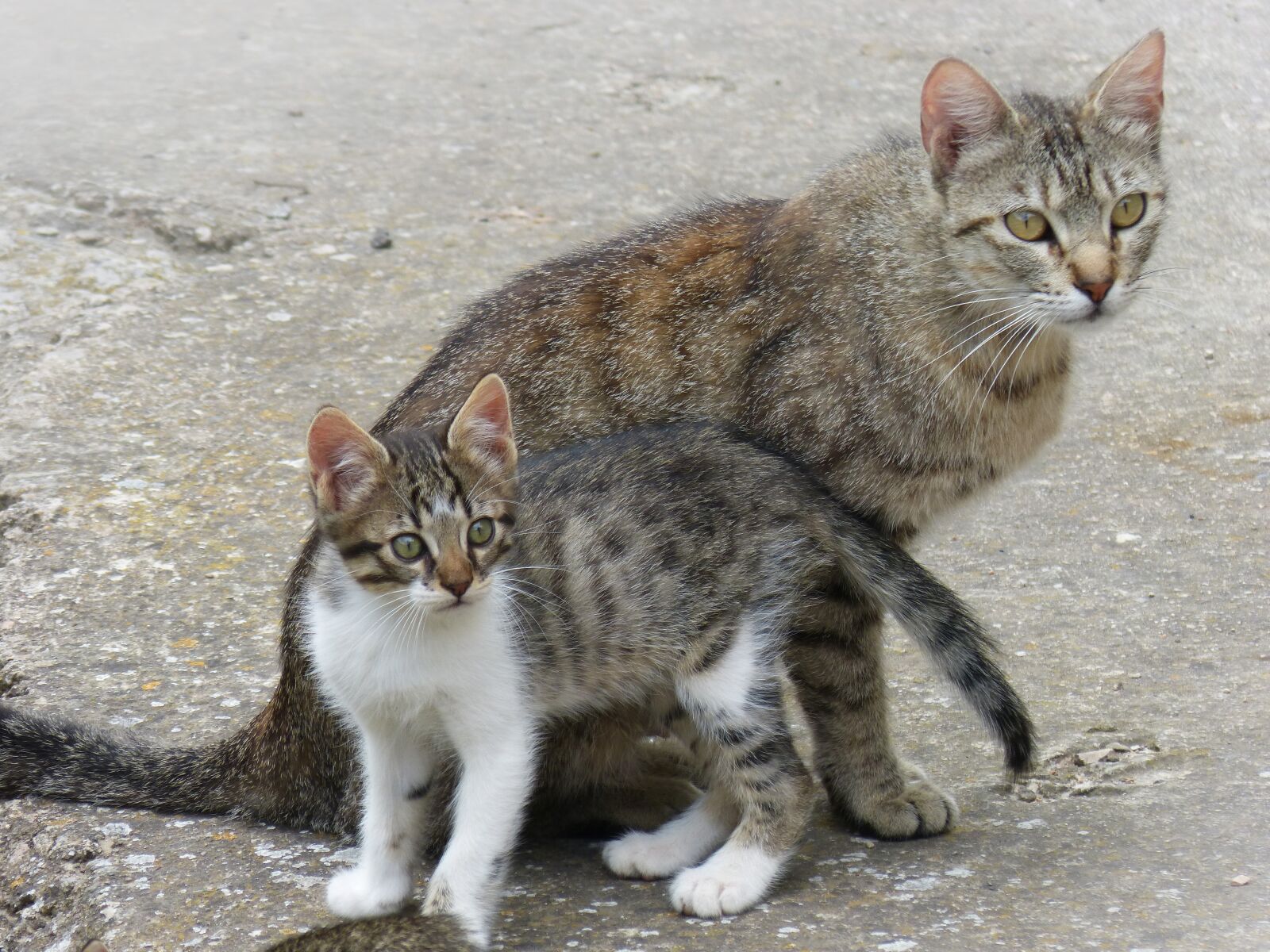 Panasonic DMC-FZ62 sample photo. Gata, kitten, mother and photography
