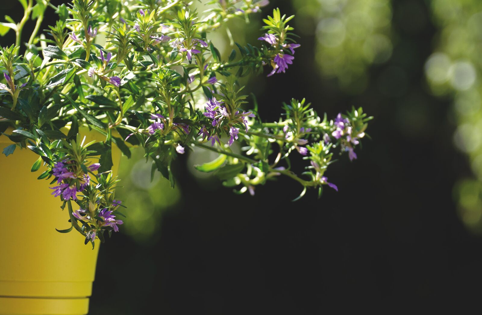 Nikon D7200 sample photo. Flowers, pot, garden photography