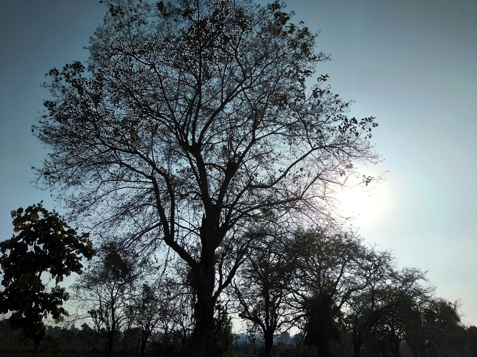 LeMobile Le X526 sample photo. Silkytech, tree, with, sun photography