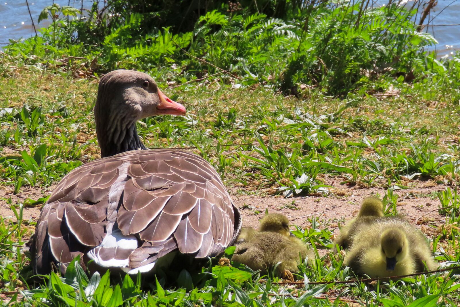 Canon PowerShot SX740 HS sample photo. Animals, goose, chicks photography