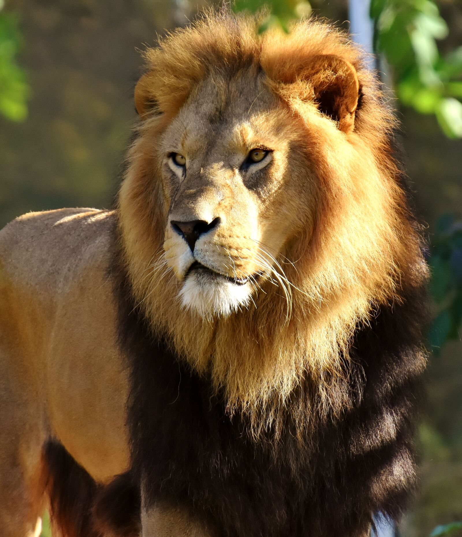 Nikon D7200 sample photo. Lion, predator, dangerous photography