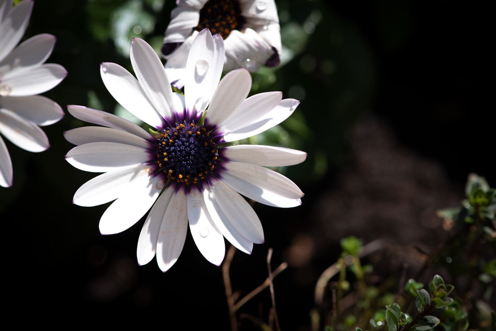 Nikon D750 sample photo. Flower, blossom, bloom photography
