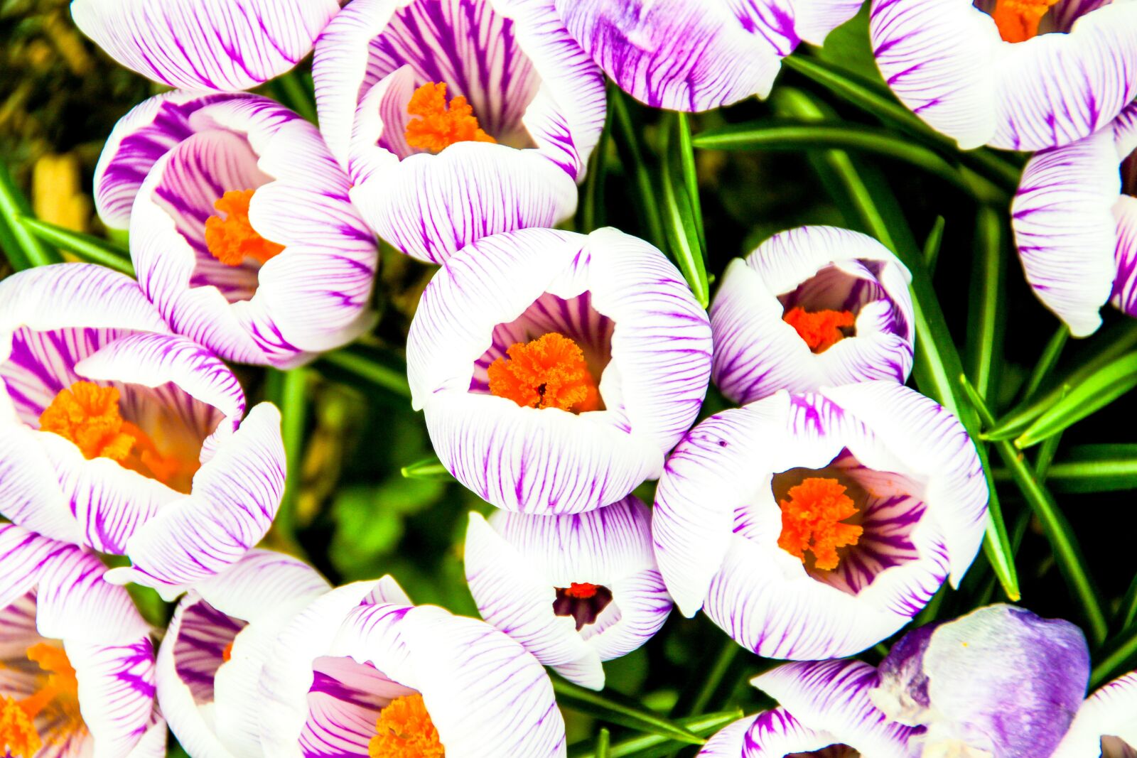 Canon EOS 7D Mark II sample photo. Crocus, flower, purple photography
