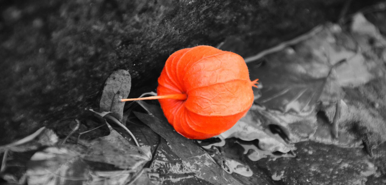 Nikon D3300 sample photo. Nature, colorful, plant, red photography
