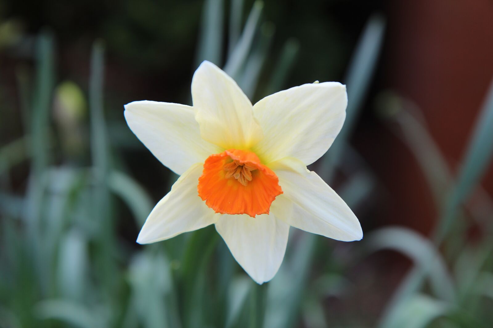 Canon EOS 600D (Rebel EOS T3i / EOS Kiss X5) sample photo. Narcissus, spring, daffodil photography