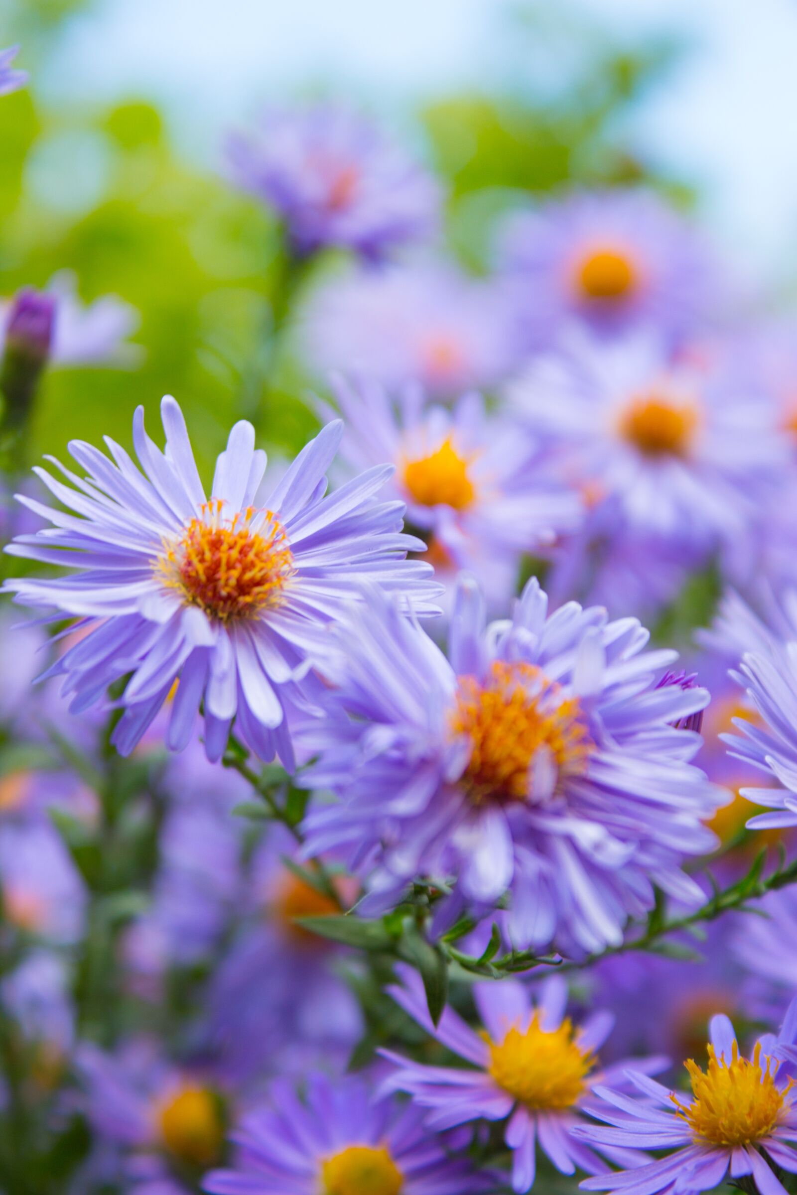 Canon EOS 700D (EOS Rebel T5i / EOS Kiss X7i) sample photo. Flowers, nature, bush photography