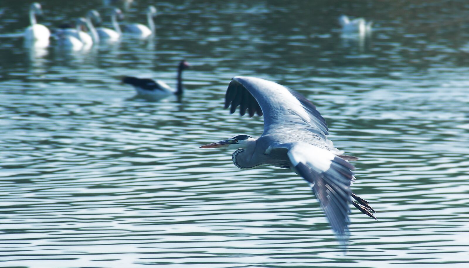 Canon EOS 60D sample photo. Water, bird, nature photography