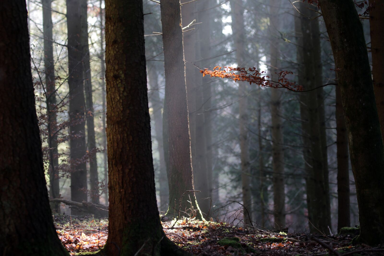Canon EOS 7D Mark II sample photo. Trees, lighting, fog photography