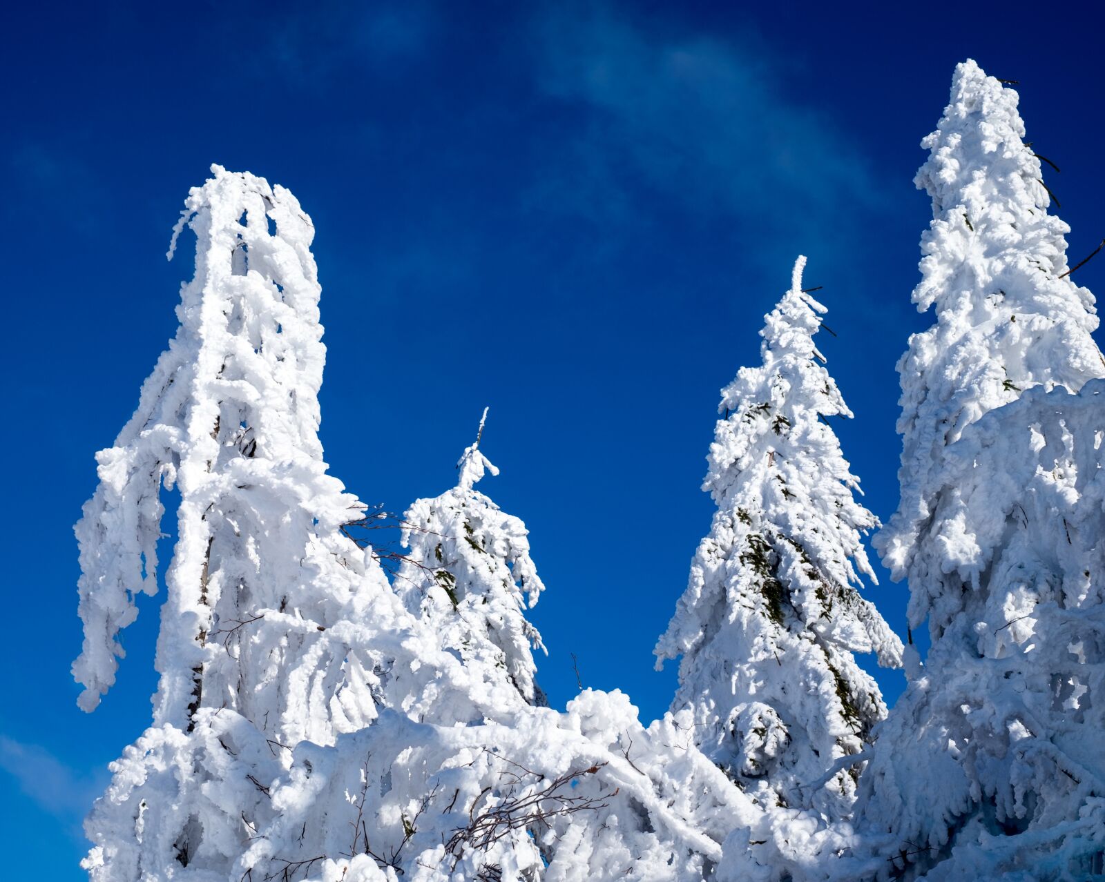 Fujifilm X-T10 + Fujifilm XF 35mm F1.4 R sample photo. Firs, trees, snowy photography