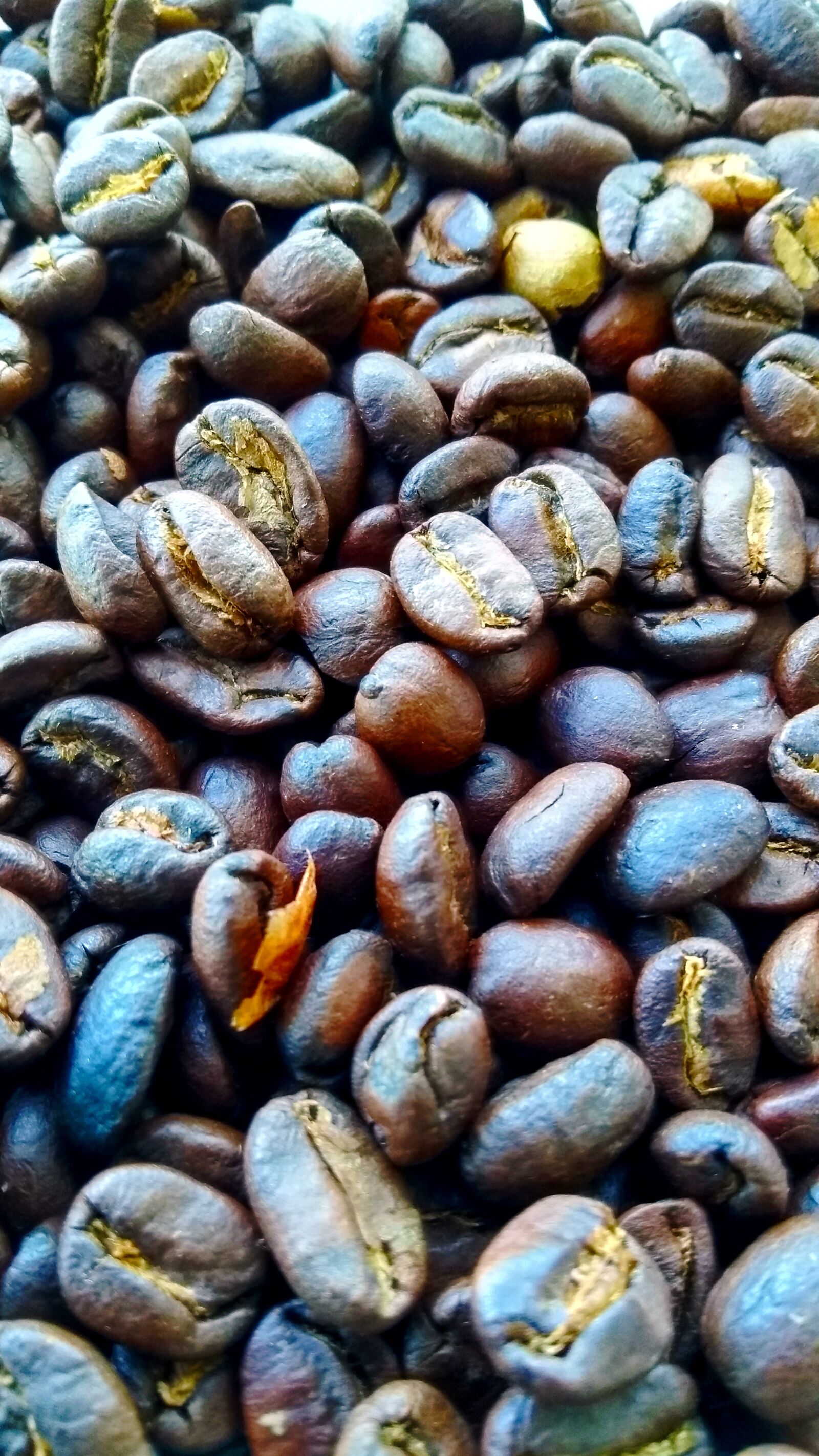 Motorola Moto G (5th Gen) sample photo. Background, kopi luwak, luwak photography