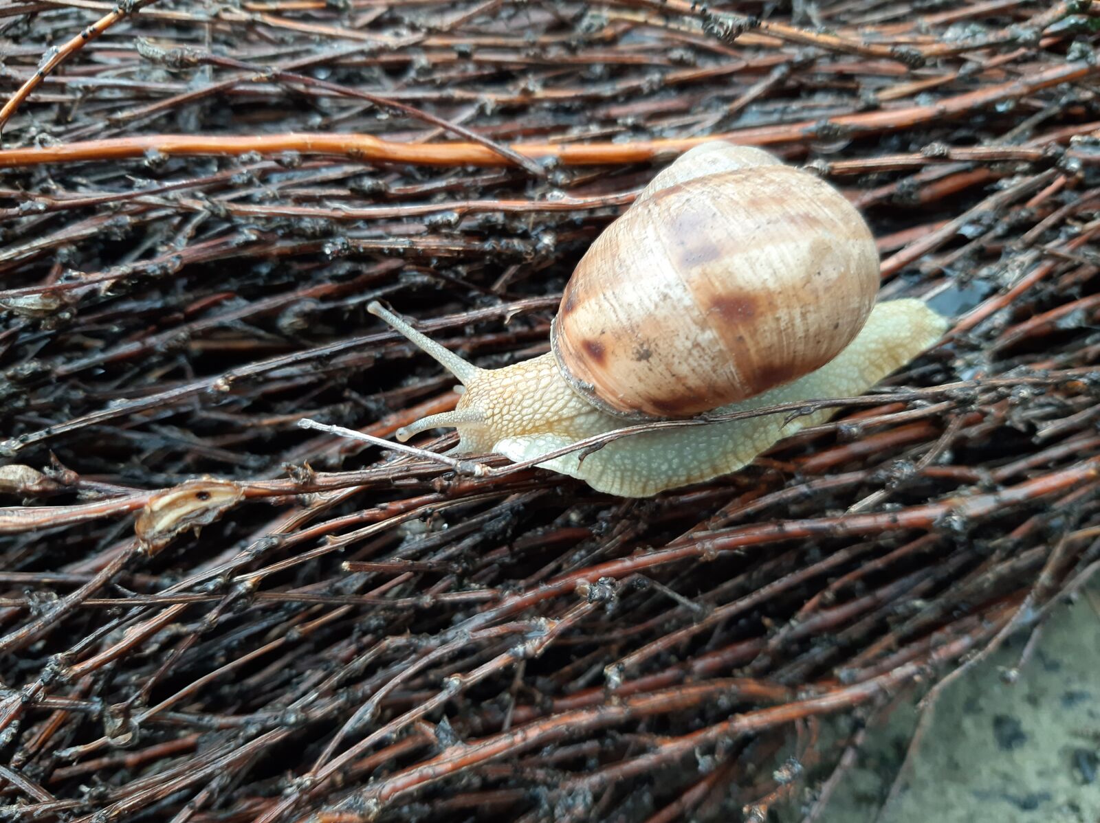 Samsung Galaxy A50 sample photo. Snail, rain, spring photography