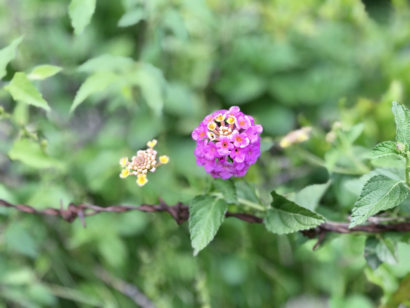 iPhone 7 Plus back dual camera 6.6mm f/2.8 sample photo. Nature, flower, plant photography