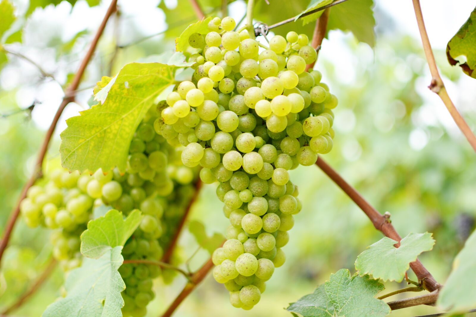 Nikon D5200 sample photo. Wine, uva, vineyard photography