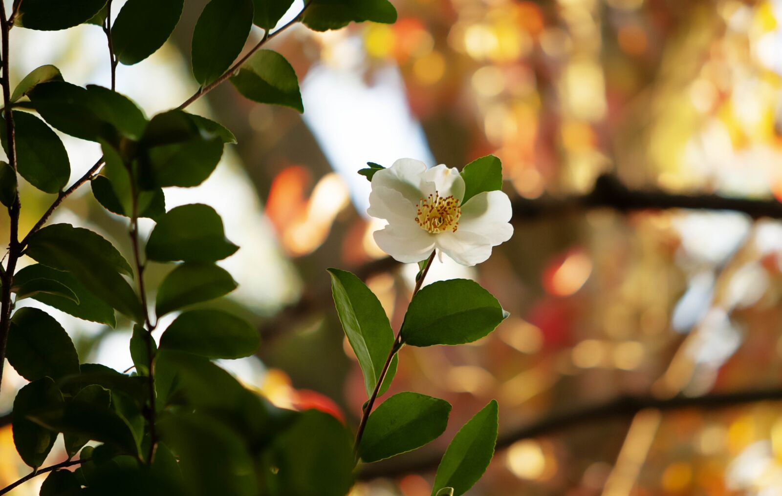 Nikon D300S sample photo. Fall, seasonal, autumn photography