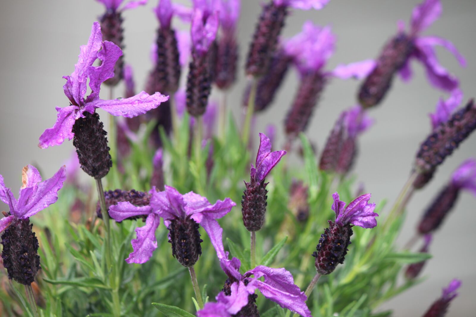Canon EOS 500D (EOS Rebel T1i / EOS Kiss X3) sample photo. Lavender, flower, spring photography