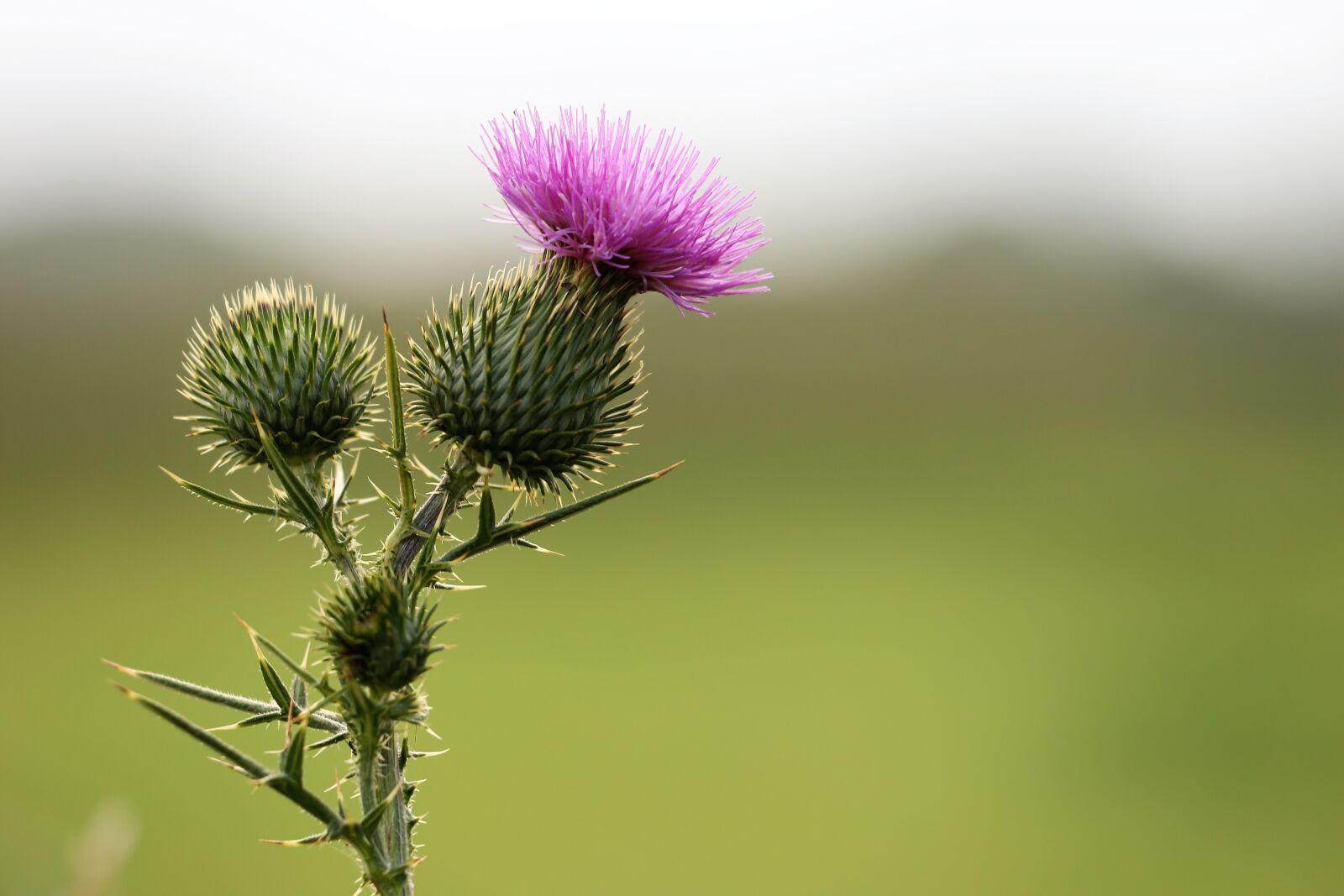 Canon EF 70-300 F4-5.6 IS II USM sample photo. Burdock, arctium lappa, plant photography