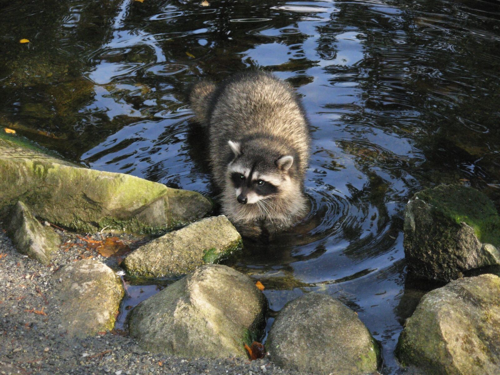 Nikon COOLPIX L5 sample photo. Raccoon, nature, animal photography
