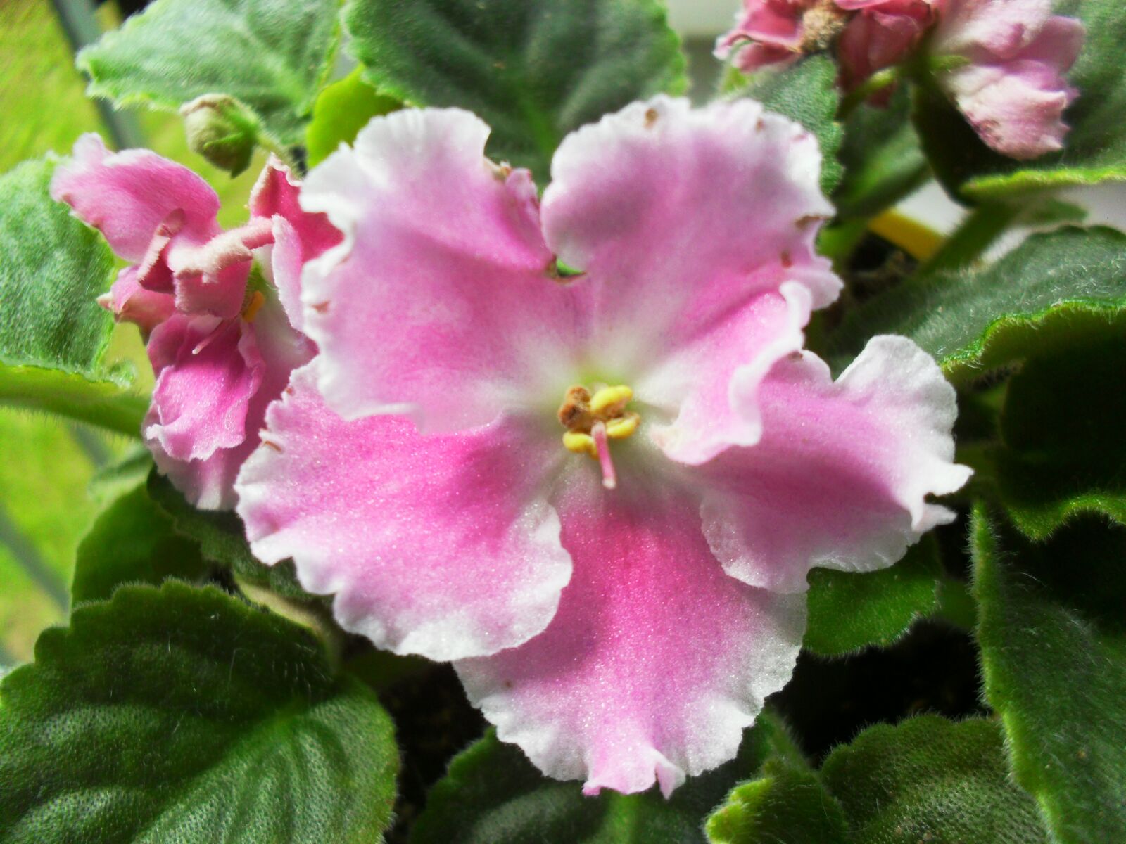 Samsung ES60 / VLUU ES60 /  SL105 /  ES63 sample photo. Flowers, violets, pink photography