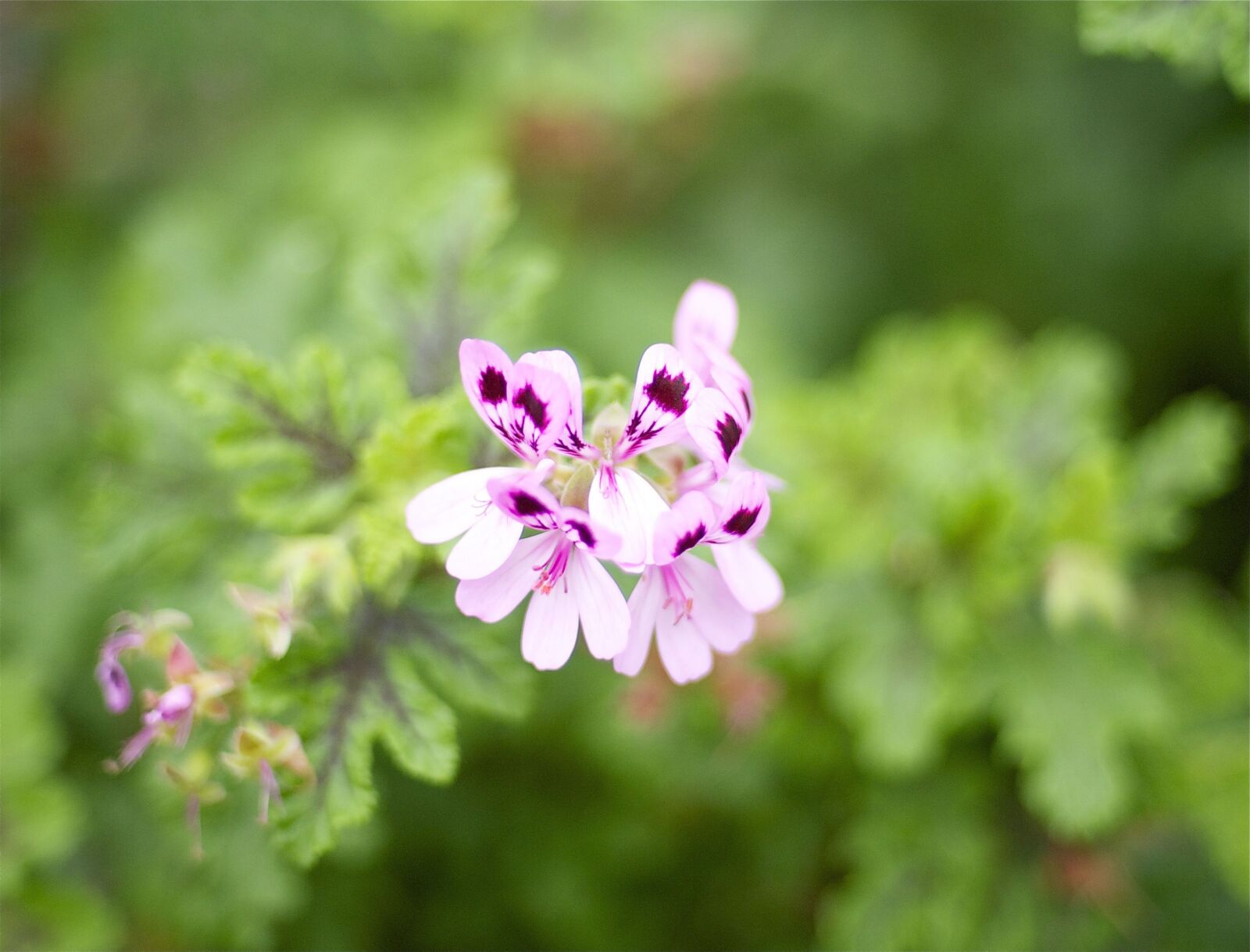 Nikon D3 sample photo. Flowers, spring, blossom photography