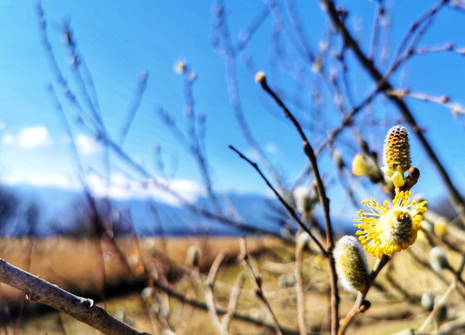 HUAWEI P30 Pro sample photo. Spring, alpine, mountains photography