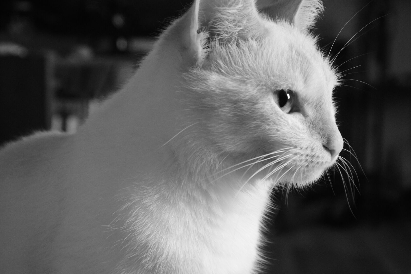 Nikon D5300 sample photo. Cat, animal, feline photography
