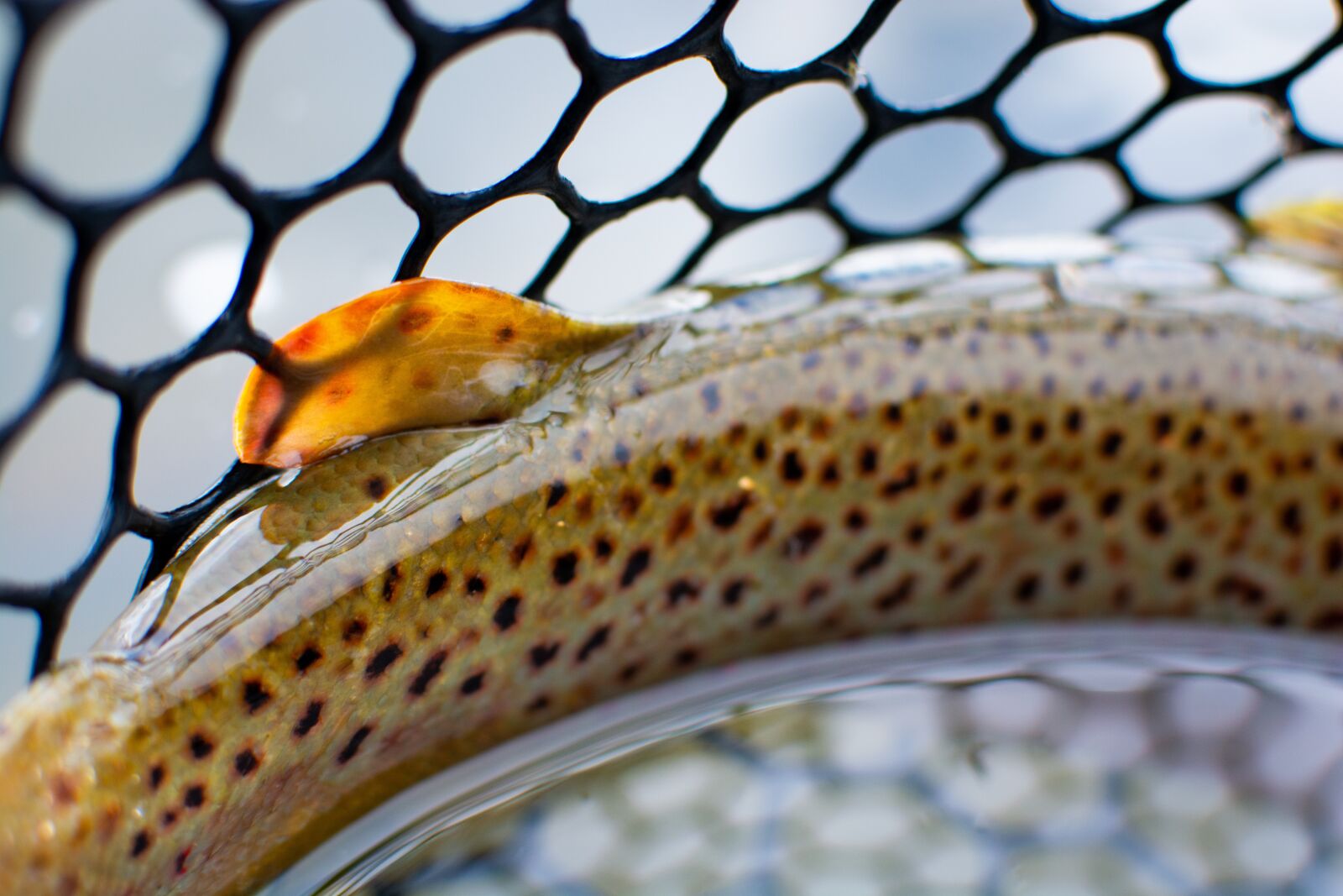 Nikon D7100 sample photo. Brown trout, trout, fly photography