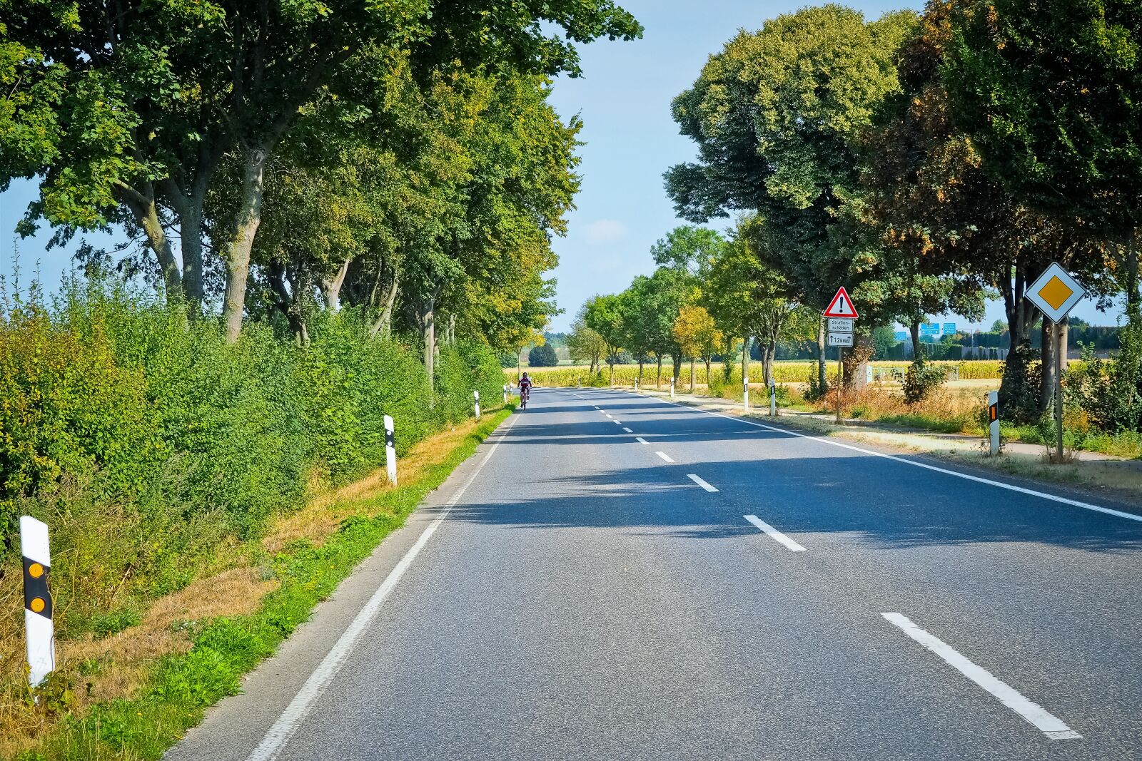 Olympus OM-D E-M10 sample photo. Road, tree lined avenue photography
