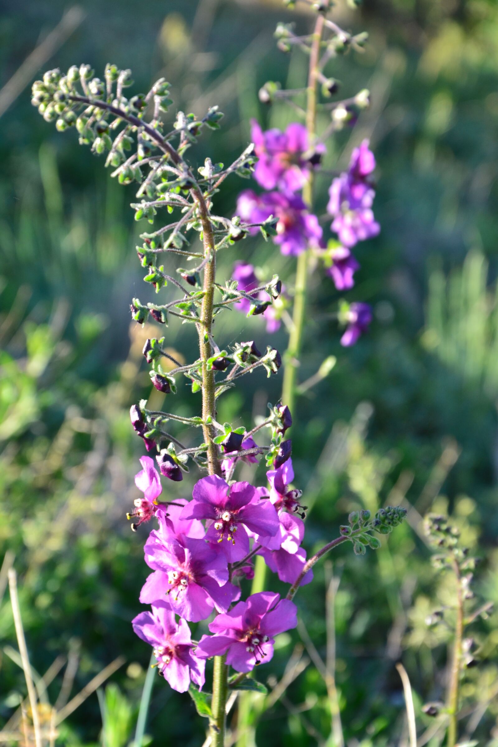 Nikon D3100 sample photo. Purple, flower, nature photography