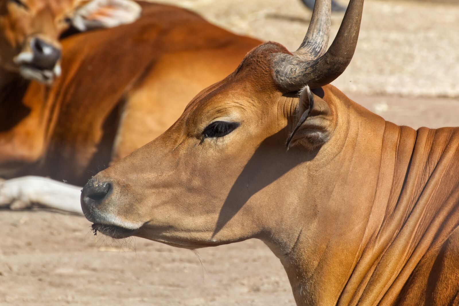 Canon EOS 1300D (EOS Rebel T6 / EOS Kiss X80) sample photo. Animal, brown, buffalo photography