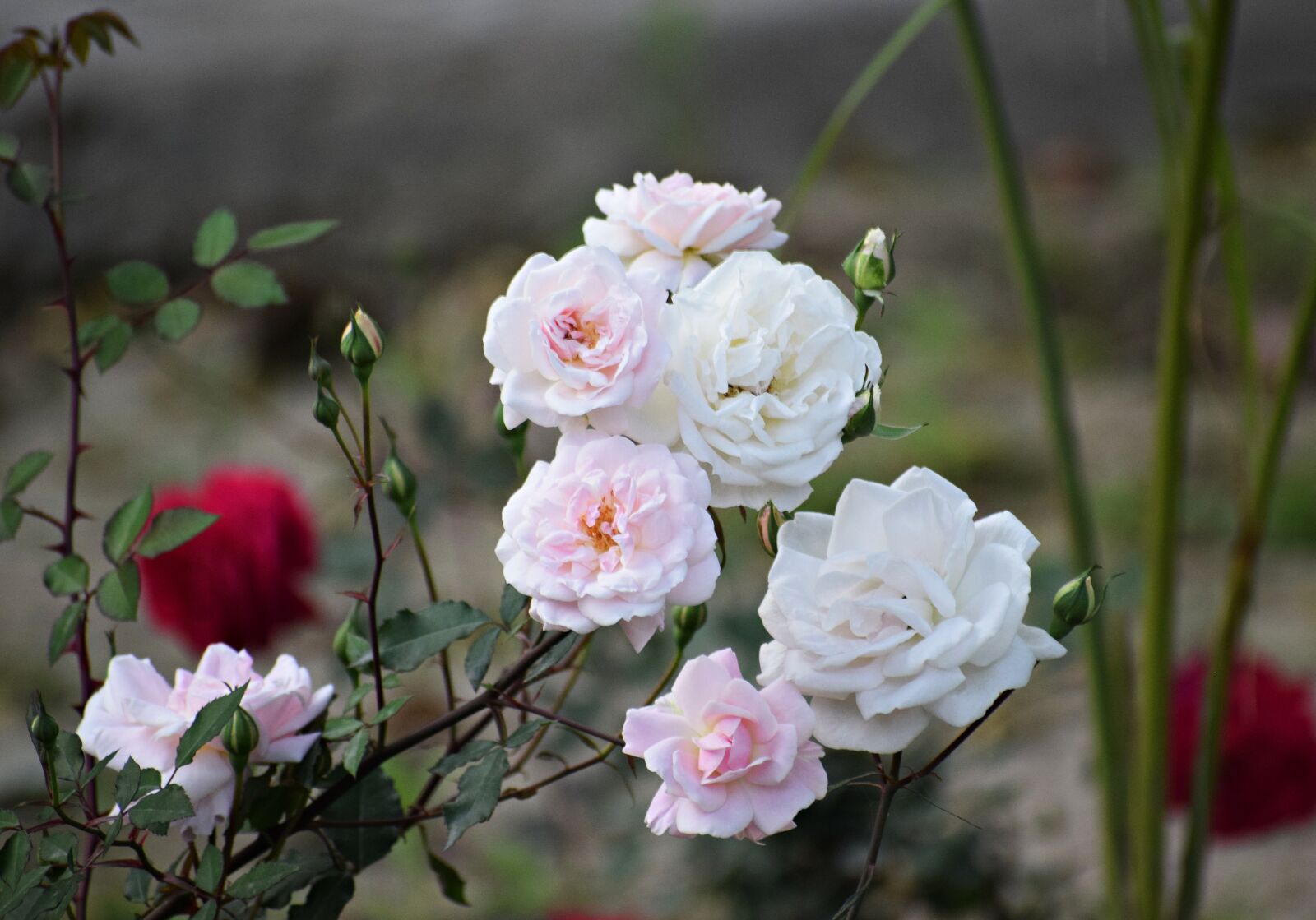Nikon D3300 sample photo. Rose, flowers, roses photography