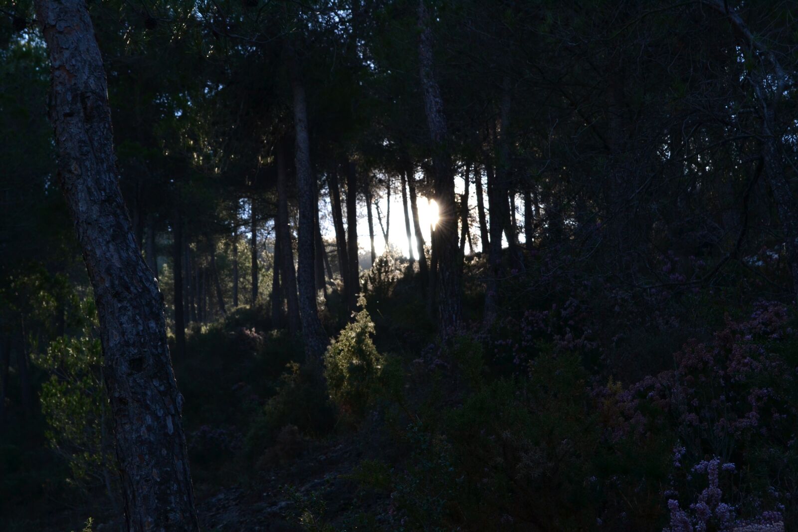 Nikon D3100 sample photo. Forest, backlight, landscape photography